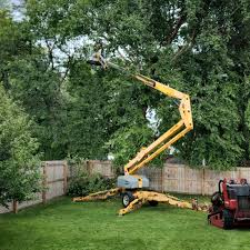 Best Stump Grinding and Removal  in Avon Lake, OH