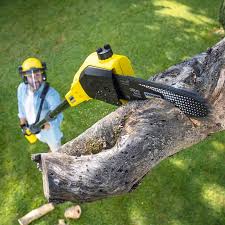  Avon Lake, OH Tree Services Pros