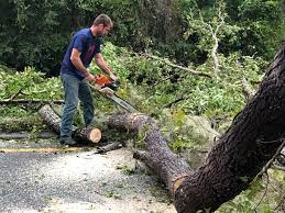 Best Arborist Consultation Services  in Avon Lake, OH