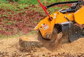 Best Root Management and Removal  in Avon Lake, OH