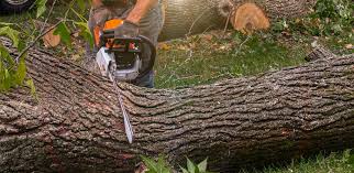 Best Emergency Tree Removal  in Avon Lake, OH