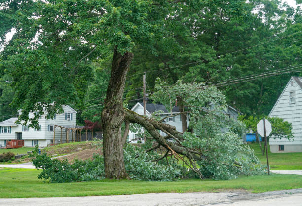 Best Tree Removal  in Avon Lake, OH