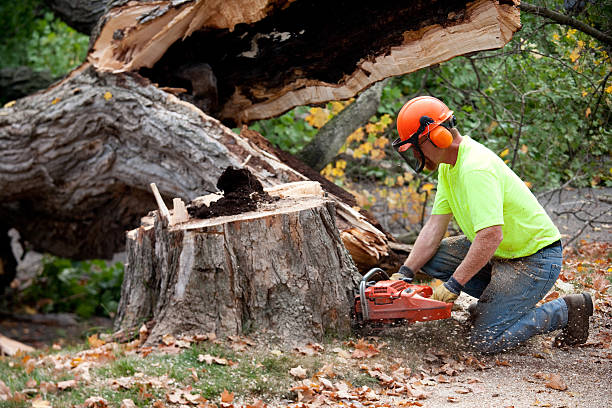 Best Tree Trimming and Pruning  in Avon Lake, OH