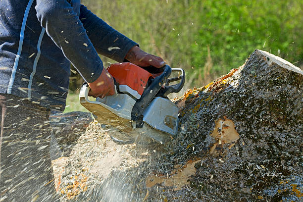 How Our Tree Care Process Works  in  Avon Lake, OH