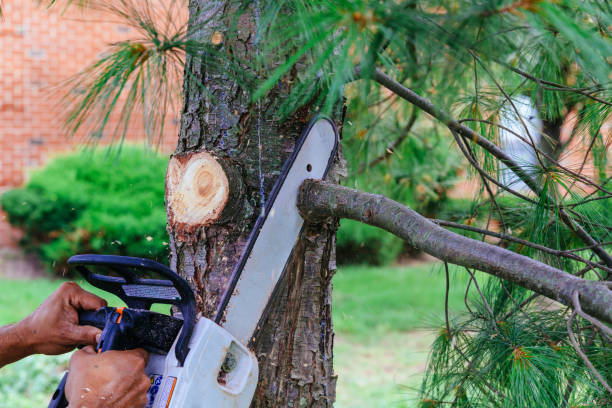 Best Hazardous Tree Removal  in Avon Lake, OH